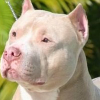 lisat92765942's profile picture. PITBULLS ARE FAMILYYY 🐕❤️ #gottalovethem #bigsmall #pitbulls💙❤️🐶