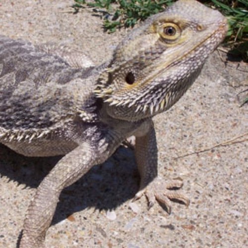 all about bearded dragon care!