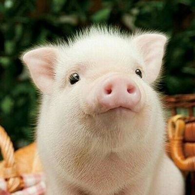 I just love pigs