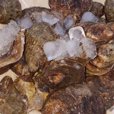 PorcoBestia's profile picture. My life story would make $100 million at the box office on it's opening weekend!