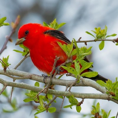 Filipina-American learning about Democratic Socialism... #Nats #Birdwatching #Foodie #EndRacism #NeverTrump #NeverBiden