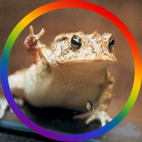 toad(@toadfrend) 's Twitter Profile Photo