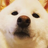 柴犬 だい吉(@daikichi_kid) 's Twitter Profile Photo