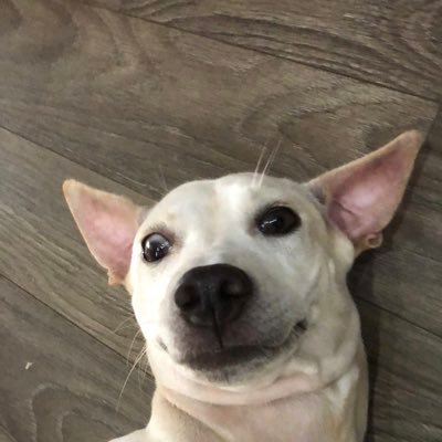 “A dog is the only thing on earth that loves you more than you love yourself.” – Josh Billings ❤️🐶