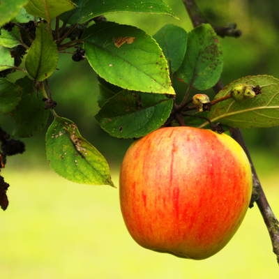 applecustomers's profile picture. This purpose of this account is to entertain the masses by revealing some of the crazy questions & comments addressed to Apple Retail Employees. It's all true.