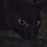 Lorem ipsum || Fully vaccinated (@listrendering) 's Twitter Profile
