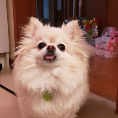 ポメチワ小太郎のパパです。ツイッター再開しました。日々愛犬の小太郎と何かホッとする一瞬を写真か動画でつぶやきます。