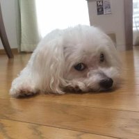 ぱぴお (@papio_0819) 's Twitter Profile