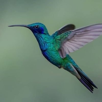 Julycolibri1288 Profile Picture