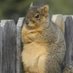 mx. squirrel whisperer (@mx_squirrel) Twitter profile photo