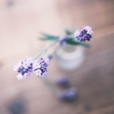 自分の好きを大切に    花.スナップ.日常の風景を撮っています