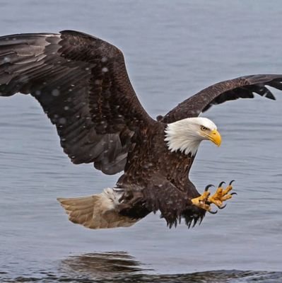 KogeiAlfred's profile picture. Fly higher for your better view