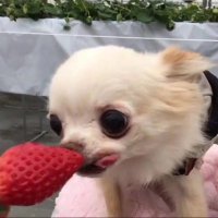 Abbie (@abbie57230918) 's Twitter Profile Photo Abbie (@abbie57230918) 's Twitter Profile Photo