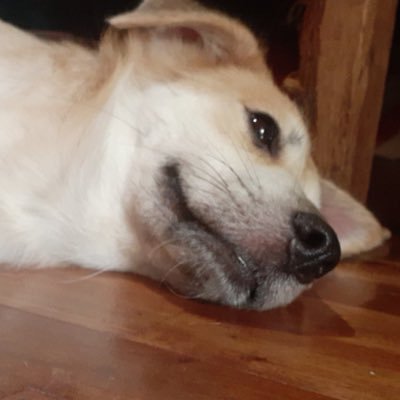 pawrent4's profile picture. 