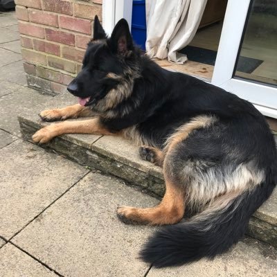 bevpeters11's profile picture. Dog lover