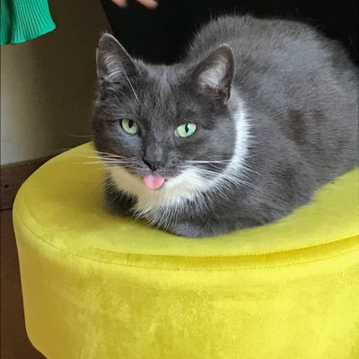 PaquitaPichon's profile picture. Todo va fenomenal, fenomenal