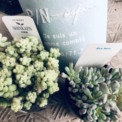 多肉植物の販売をしております🌱🌷🌸🌺🌻日々、多肉植物に癒されています♡自然が好き🍀🍎普段は、研究職をしていて、追求、分析、試行錯誤が大好き👩🔬✨専門は食品の機能性🍇研究職の知識を活かして、科学の見解から多肉植物を1つ1つ大切に育てています🤗💕