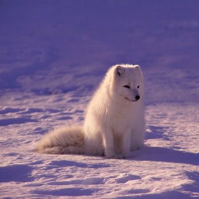 MediocreHman's profile picture. mager adalah jalan ninjaku