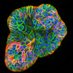 JaulinLab (@jaulinlab) Twitter profile photo JaulinLab (@jaulinlab) Twitter profile photo