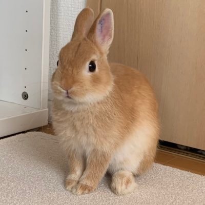 🐰うさぎのまると私の日常🐰 うさぎのまると私の平和な日常をアメブロで書いていきます。 もし良ければ見に来てください☺️ 名前 まる 種類 ネザーランドドワーフ(オレンジ) 誕生日1/31 お迎え日4/26 性別 ♂ 好きな食べ物 りんご🍎 セロリ🥬