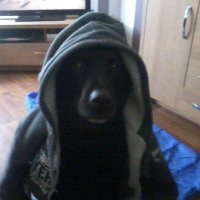 The Hooded Dog. ~FBPE~ (@thedoghooded) 's Twitter Profile