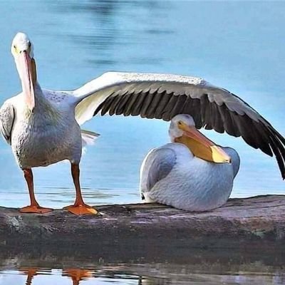 KHANDESHI_TADKA's profile picture. 