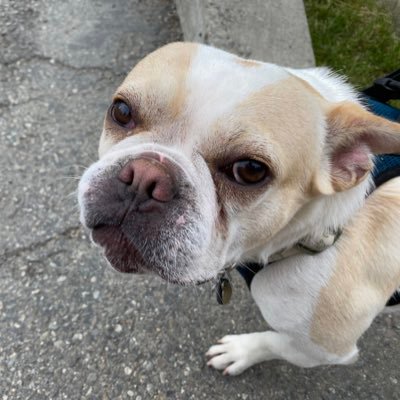 tpschaaf's profile picture. Family doc, Hospice medical director and Past President of the WSMA