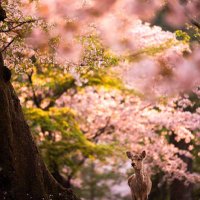 شريفة السويد (@sharefah_123) Twitter profile photo