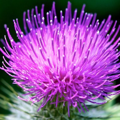 Difyrien(Gaelic for Amusement)Thistle(prickly), Mom, Grandma, Books, Weather, Wildflowers, Gardens.