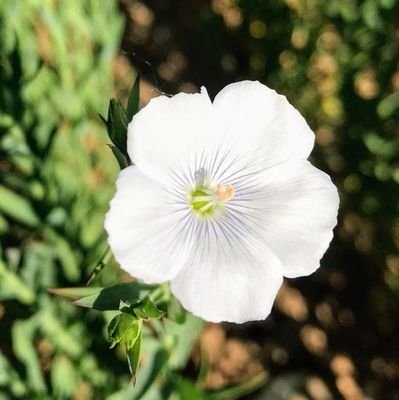 LinInnovation's profile picture. Semence de Lin Innovante