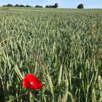 Bath Harvest (@bathharvest) 's Twitter Profile Photo