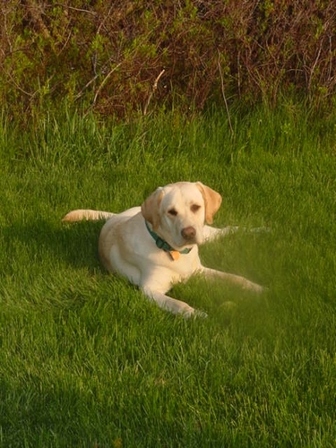 dorset05251's profile picture. 