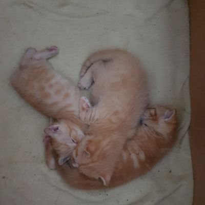 van_hofwegen's profile picture. trotse moeder van vijf kids om van te houden, vier om voor te zorgen. F1 fan. Feyenoord. monique van hofwegen-frans. Max Verstappen Fan