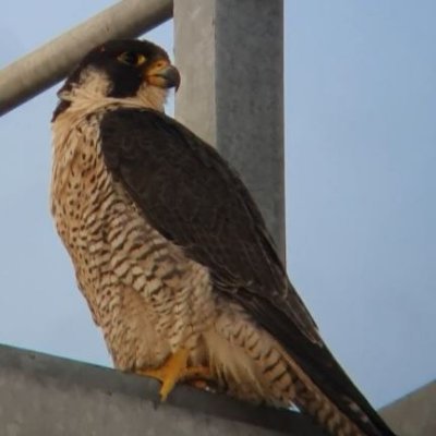 Following the Peregrines that have been nesting in Huddersfield Town for several years.