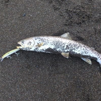 だいかんよう 釣ったアメマスの照り焼き ウドのキンピラ 感想 アメマスは淡白過ぎる アメマス 魚料理 ウドのきんぴら 北海道山菜 T Co Cnwhgk916x