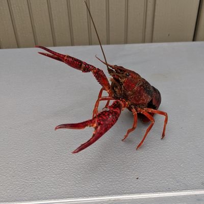 RemiBubbles's profile picture. 