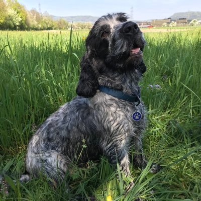 Introvert - love my #Rescue #Spaniel #Charlie, all the other #dogs (don't let Charlie know), music, nature, photography #TeamScience #KindnessIsMagic