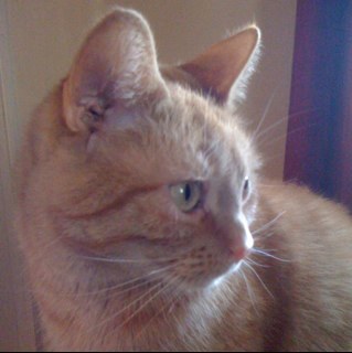 ginger_ale_cat's profile picture. Sassy Orange Tabby Girl who has figured out how to use an iPhone
