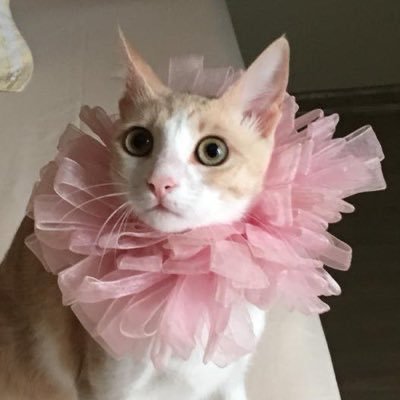 no title Profile
