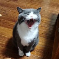 bigmiao (@bigmiao6) 's Twitter Profile