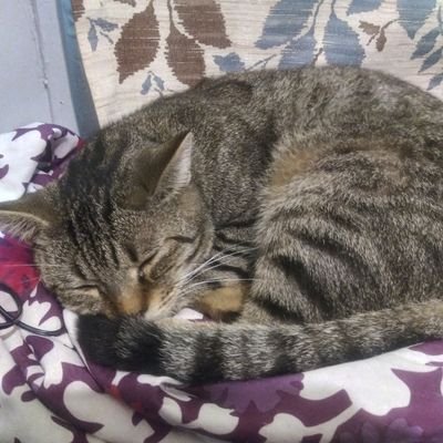 EowynNatasha's profile picture. I like to write fanfiction, build things, play videogames, and take pictures of my pretty kitties.