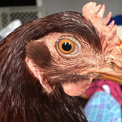 politicalchicky Profile Picture