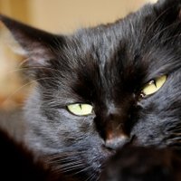 soba・udon (@komekame88) 's Twitter Profile Photo