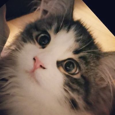 iwashi_ser's profile picture. 音声・信号処理 感情認識 Kaggle