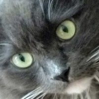 Vibin (@owvibin) 's Twitter Profile
