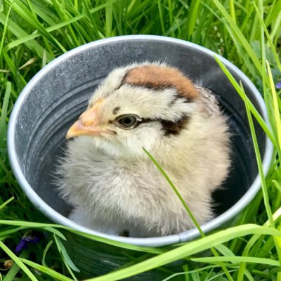 twinkieseed's profile picture. 