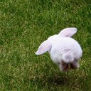 Kira Young - @kirabug55 - Twitter