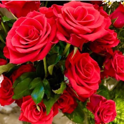 真紅の薔薇 Cx6h2ovcifuuvaq Twitter 真紅の薔薇 Cx6h2ovcifuuvaq Twitter