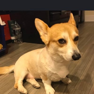 SebastianWwj's profile picture. I don't give a ra-rats ass