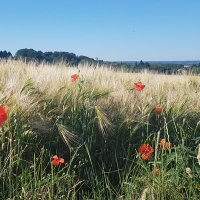 Delphine Autret (@delphineaut) 's Twitter Profile